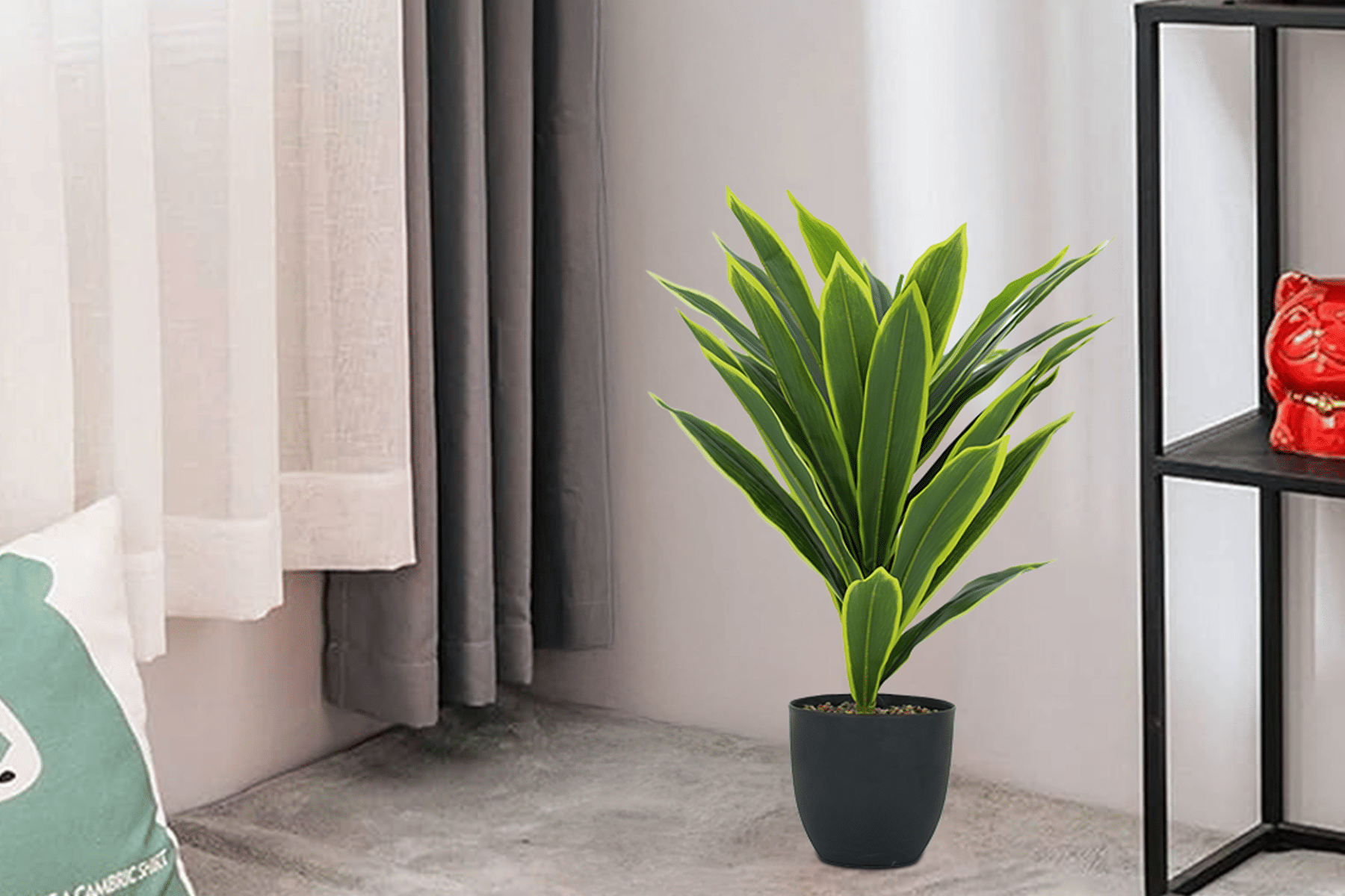 Royaloak Dry Cheena Plant 