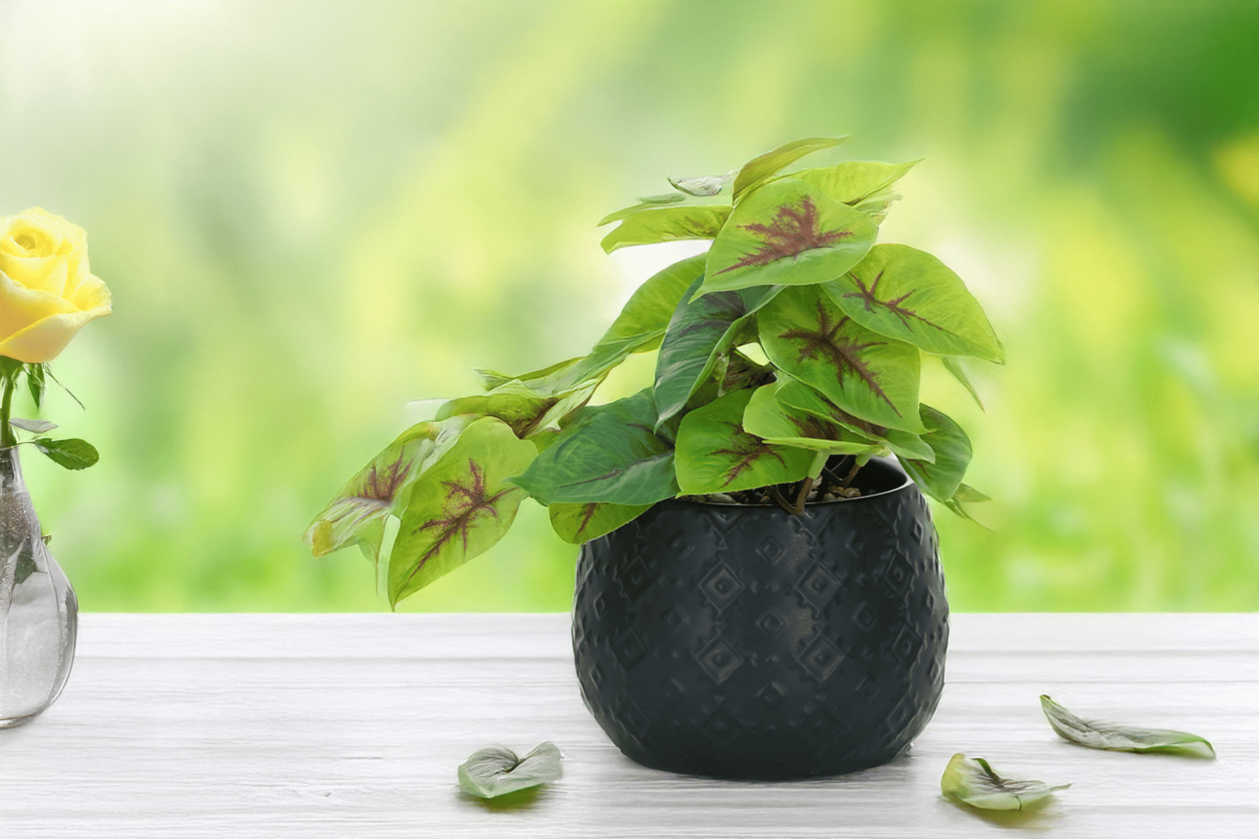 Royaloak Golden Pothos Plant