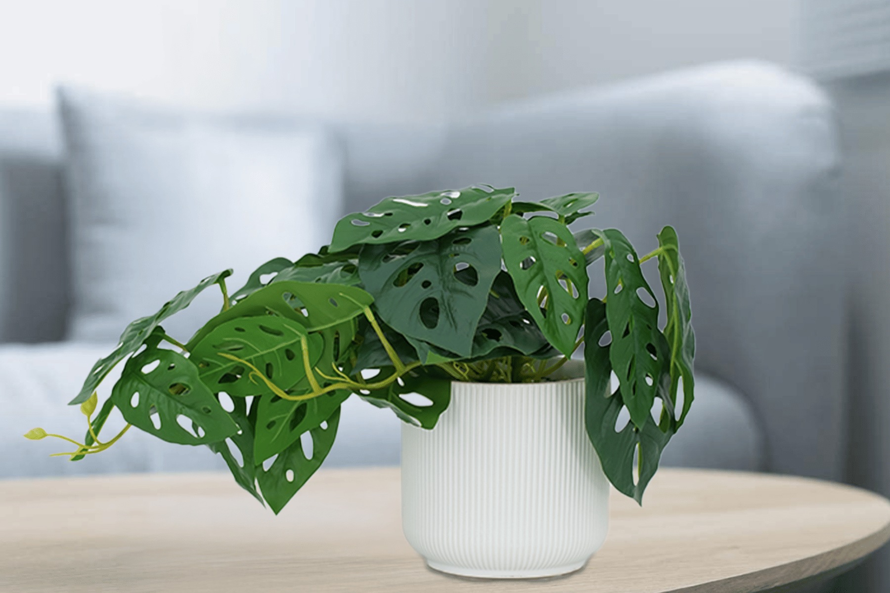 Royaloak Farm Philodendron Plant 