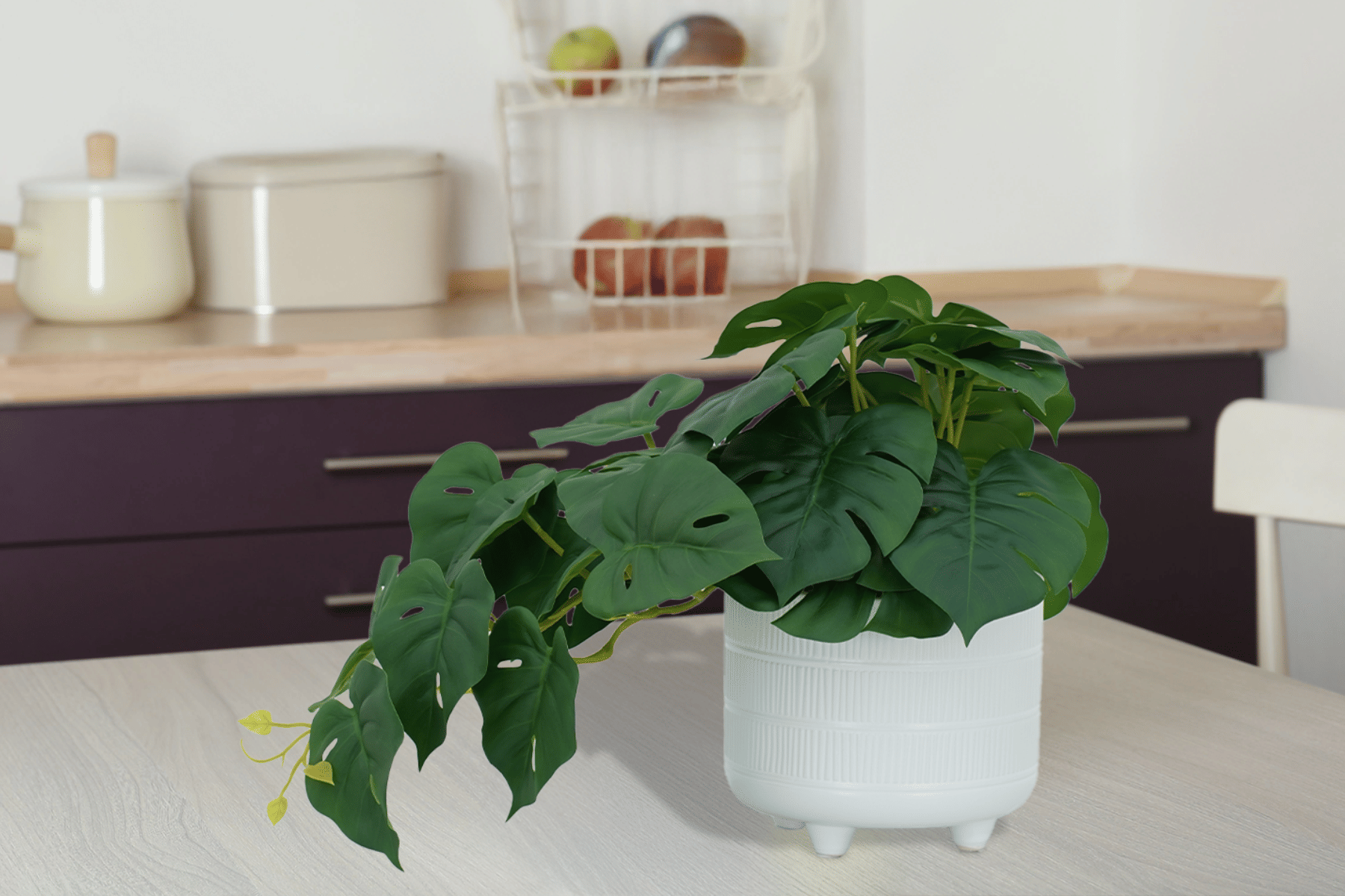 Royaloak Monstera Deliciosa Plant 