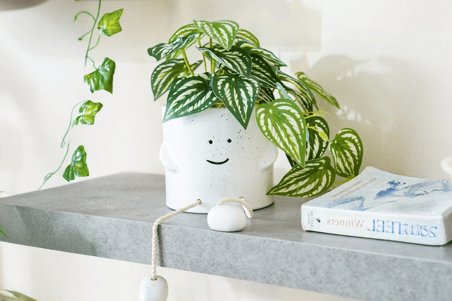 Royaloak Monstera Mini Plant 