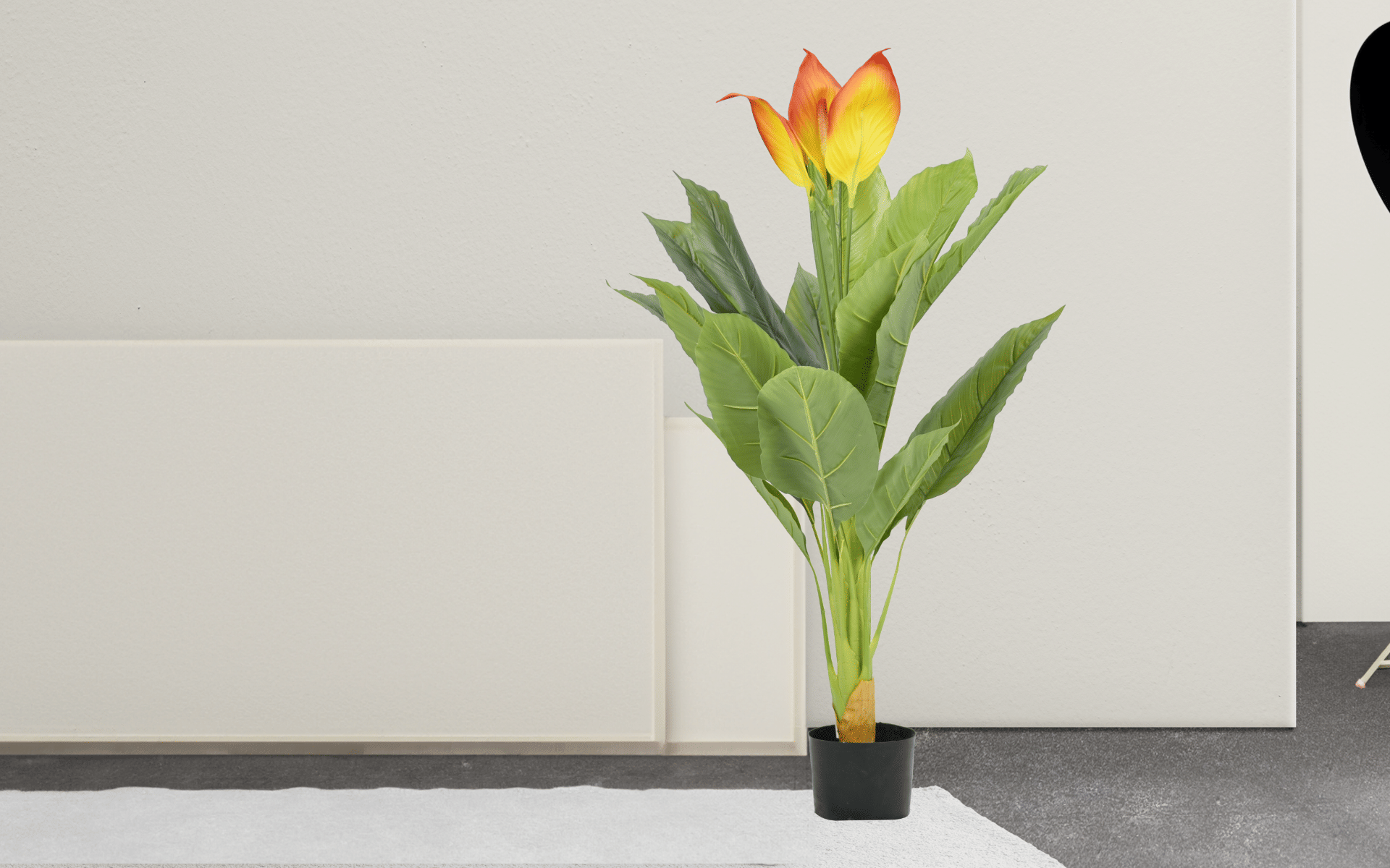 Buy Royaloak Peace Lily Plant - 47.24 Inches online