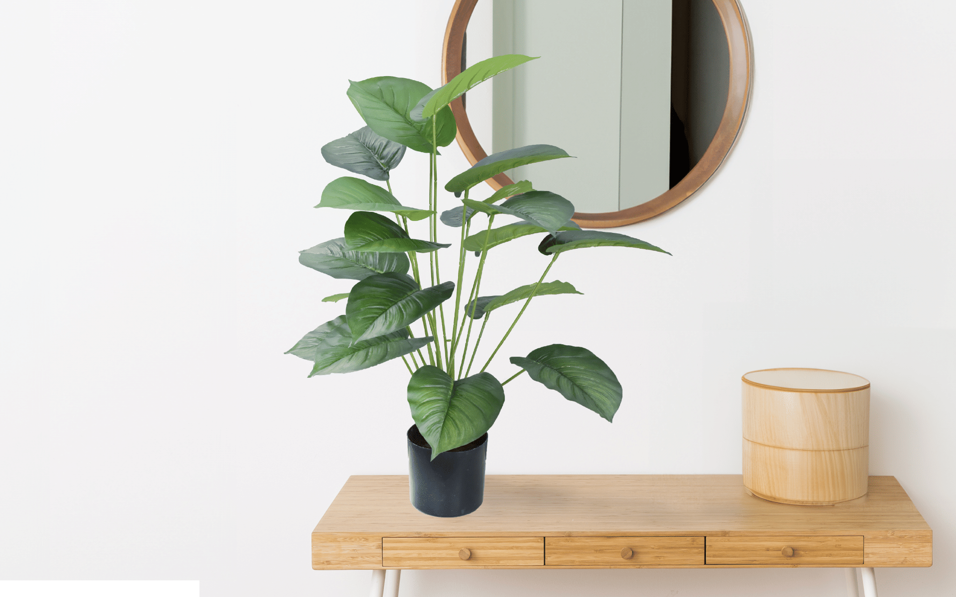 Royaloak Alocasia Wentii Potted Plant - 32 Inches