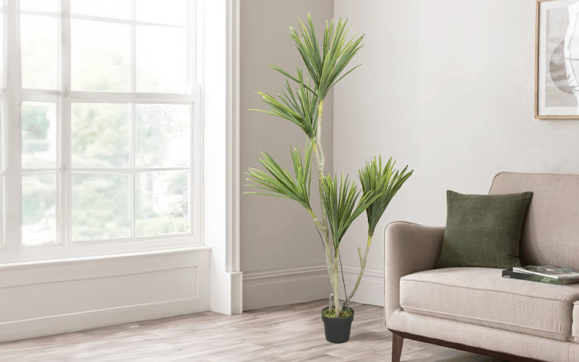 Buy Royaloak Agavaceae Tree online