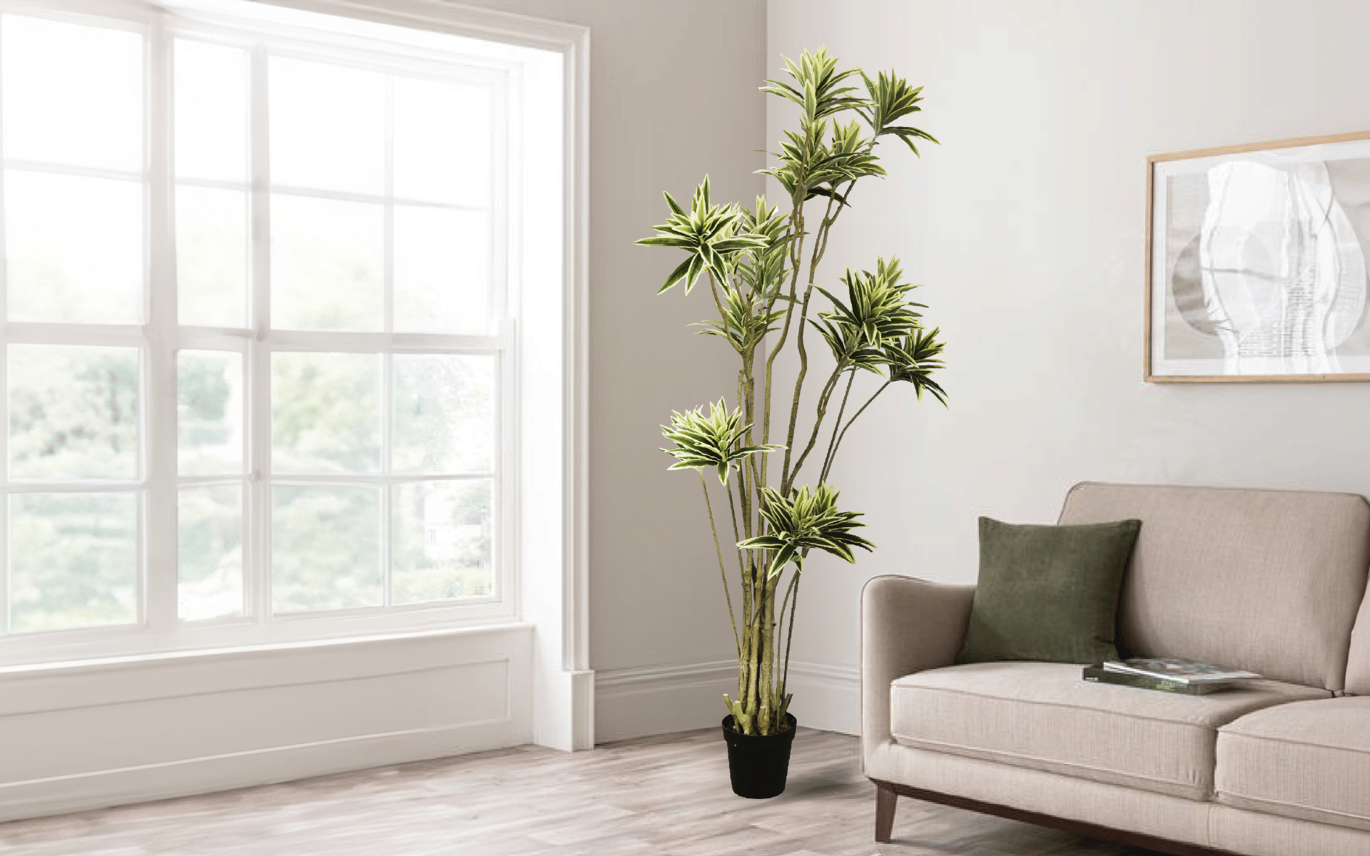 Buy Royaloak Dracaena Reflexa Tree online