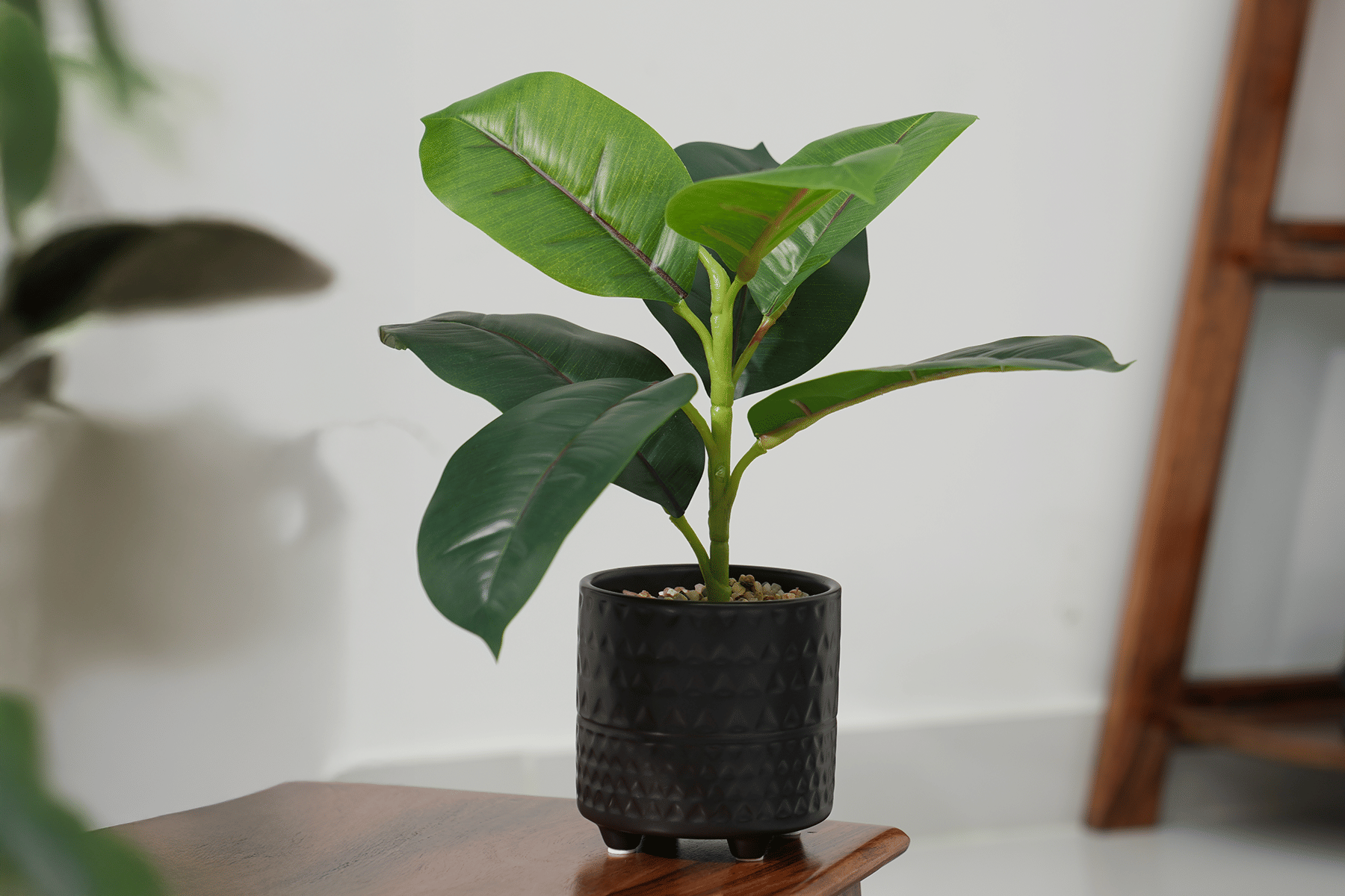 Royaloak Rubber Fig Plant 