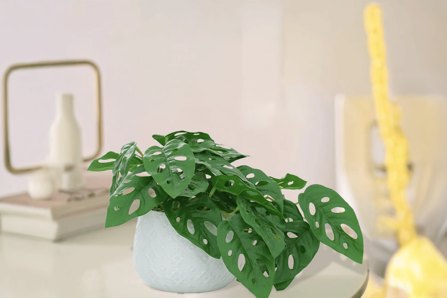 Royaloak Philodendron Plant 