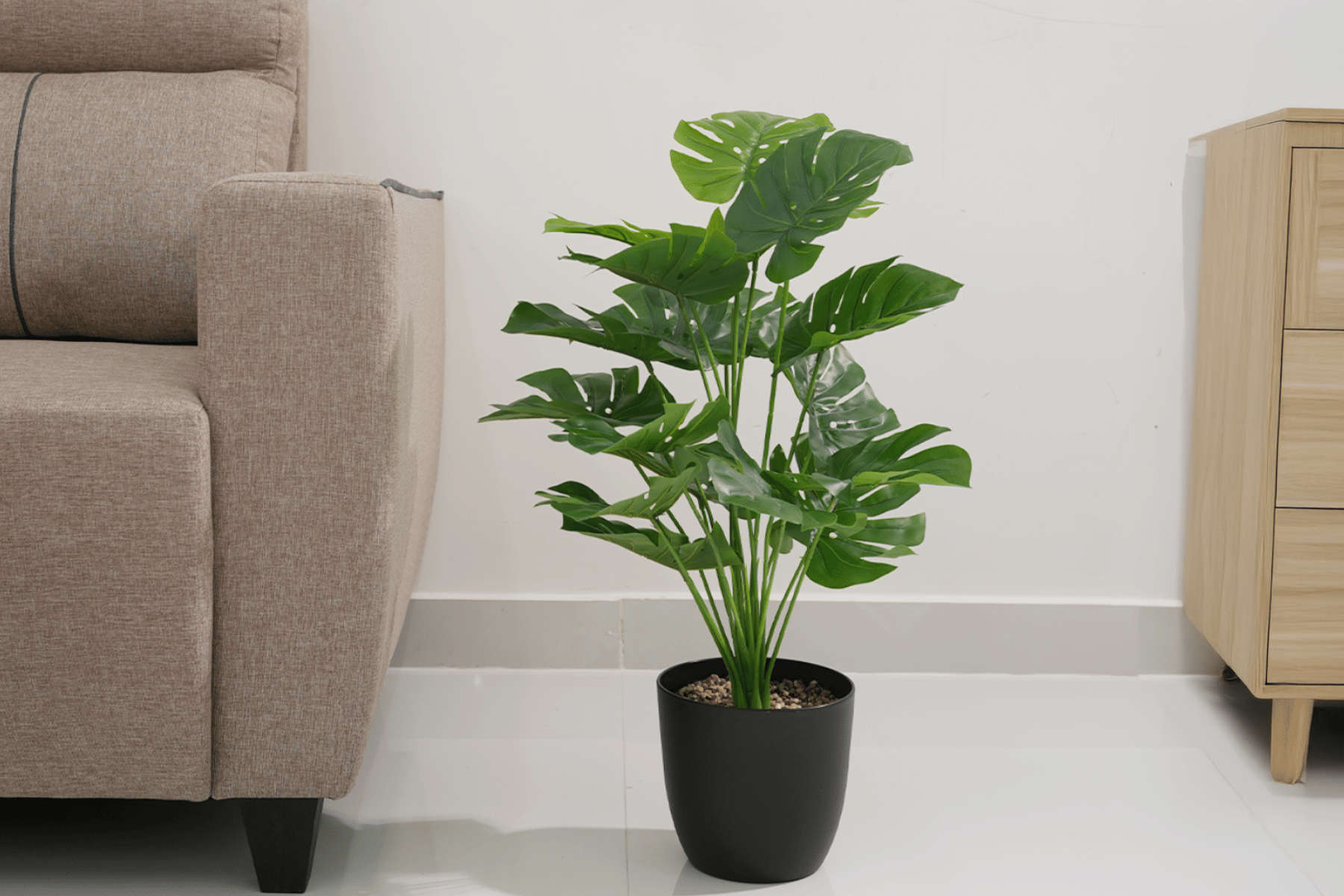 Royaloak Prayer Plant 