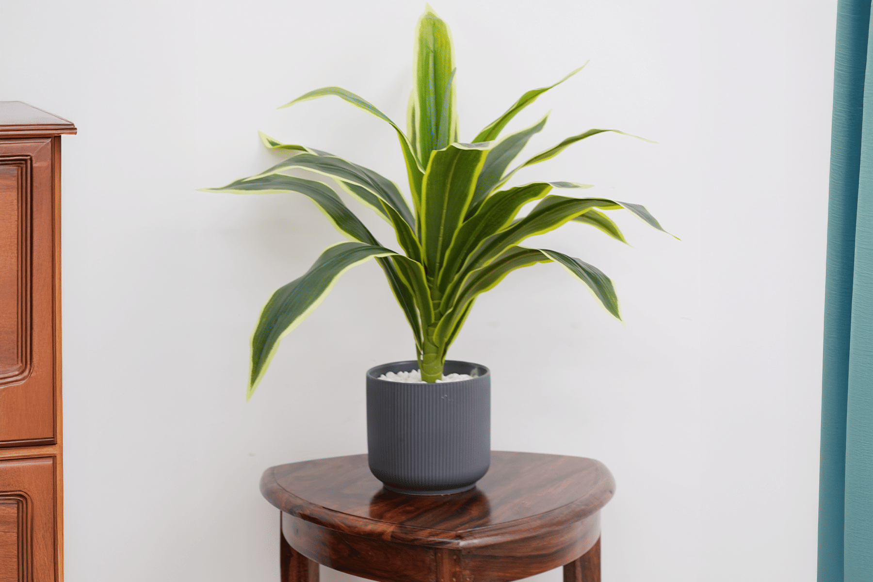 Royaloak Dracaena Lime Plant 